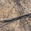 Bitis arietans arietans | Puff Adder